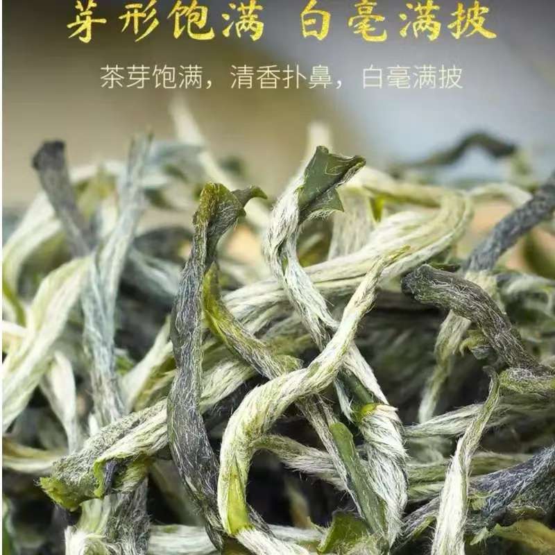 小晒绿茶
